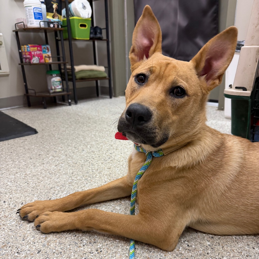 Cyrus — thumbnail 3