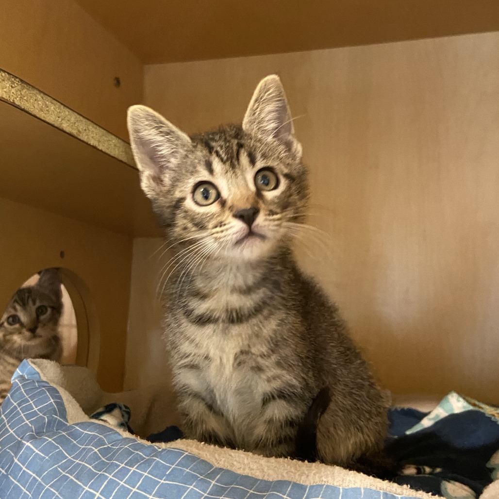 FRAPPE - Domestic Shorthair available for adoption