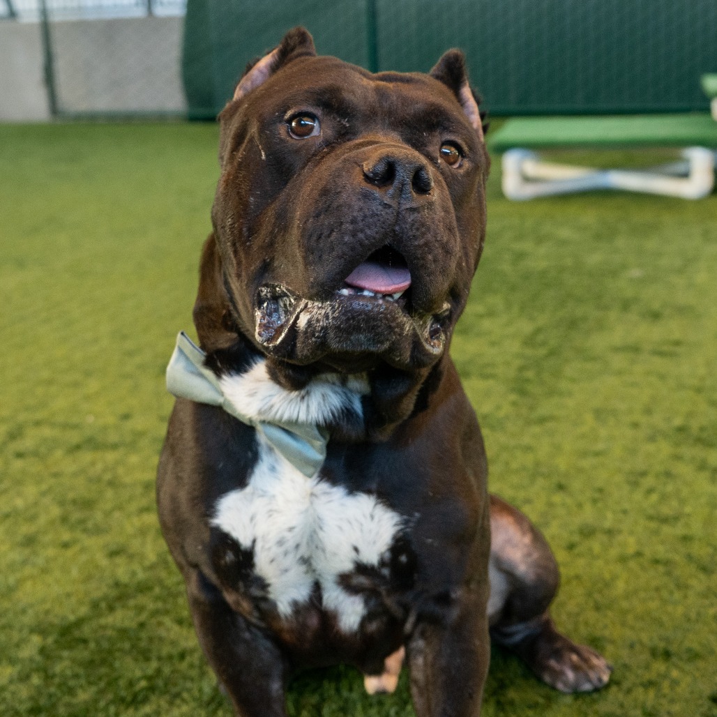 Pit Bull