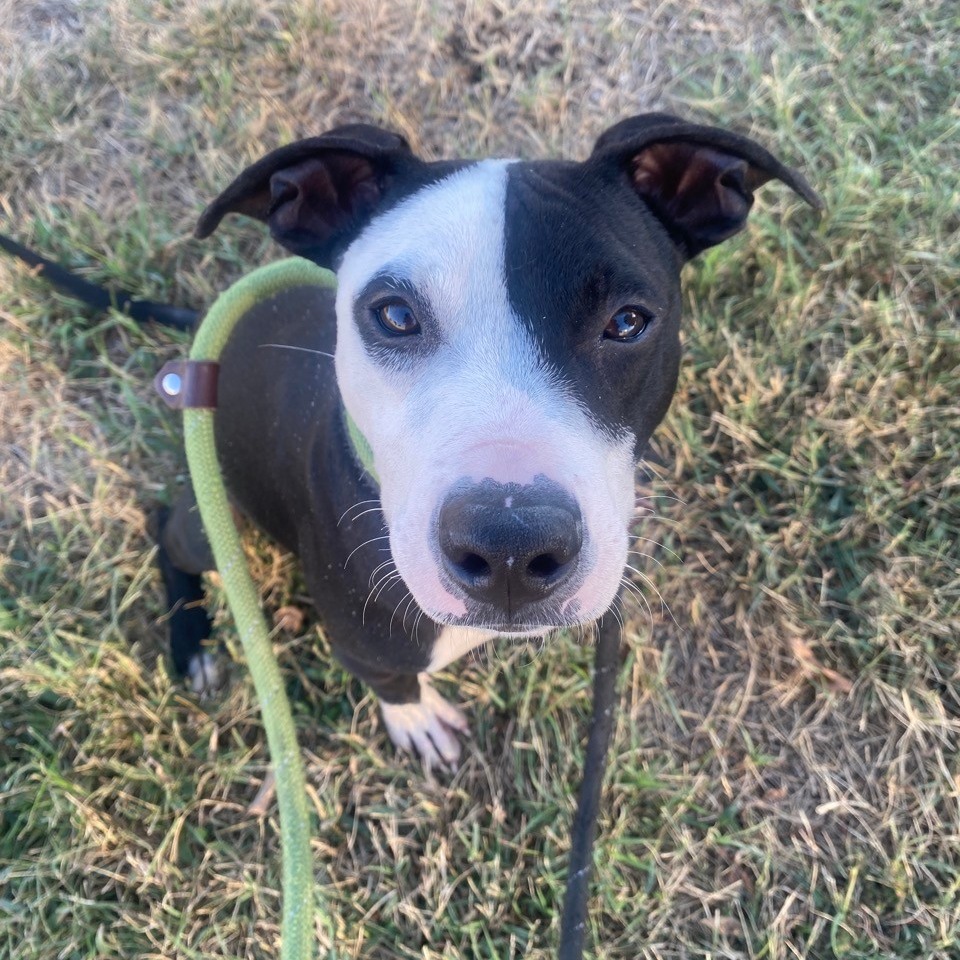 Slider is available for adoption at CARE - Center for Animal Rescue ...
