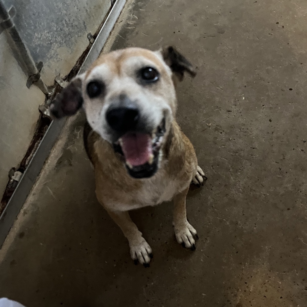 SOPITA - Beagle / Mix available for adoption