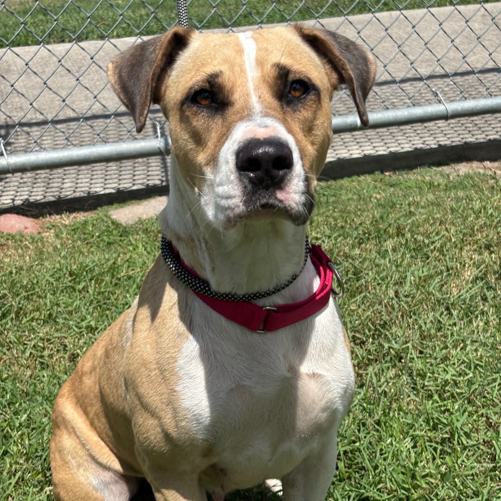BELLO - Mixed Breed (Medium) / Retriever, Labrador available for adoption