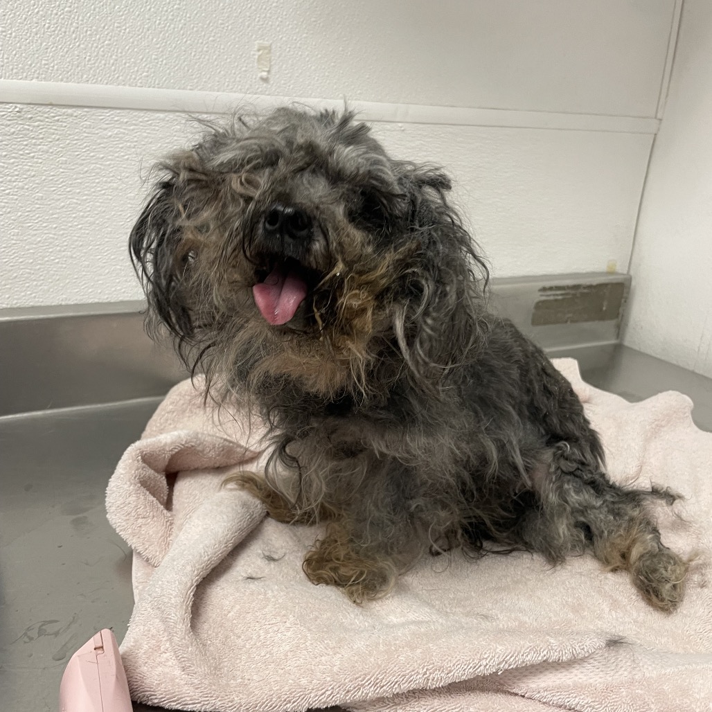 VALENTINO - Shih Tzu / Mixed Breed (Small) available for adoption