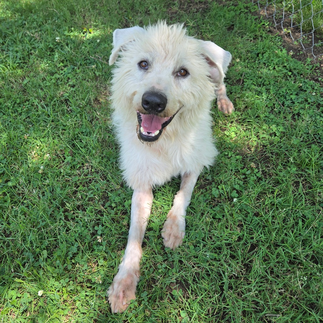 Shaggy photo 13