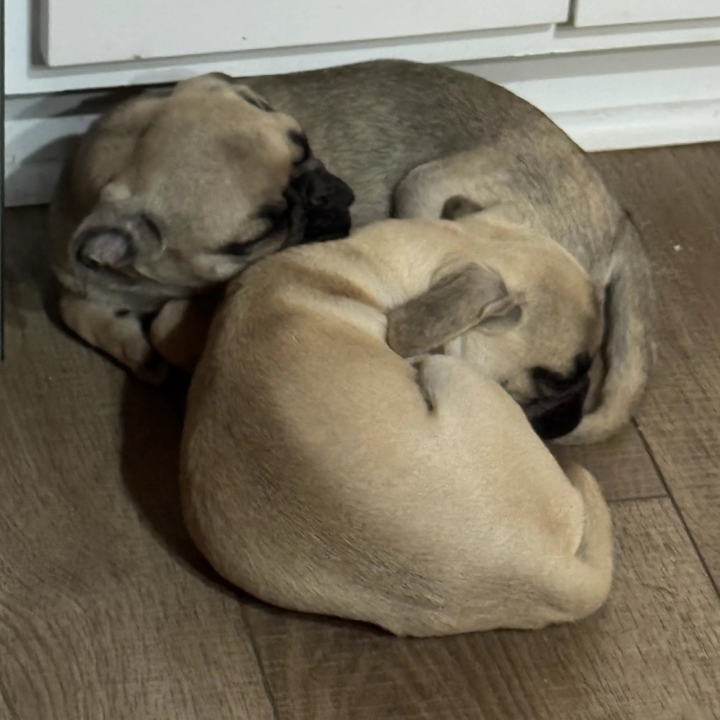 Beatrice is available for adoption at Tiny Paws Pug Rescue