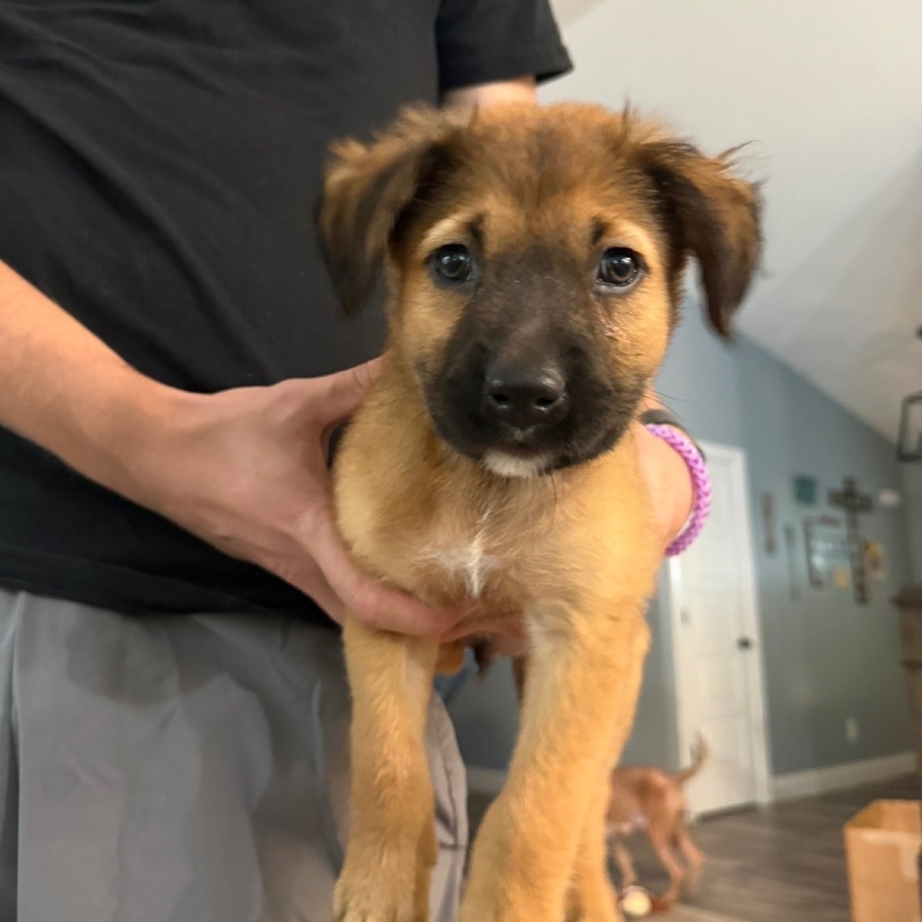 TERK - Shepherd / Australian available for adoption