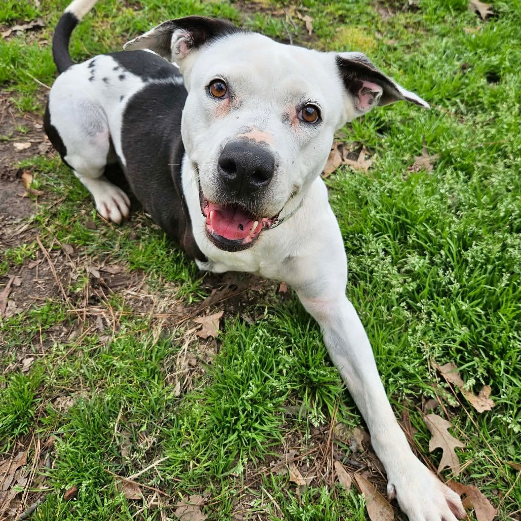 Skipper, photo 18