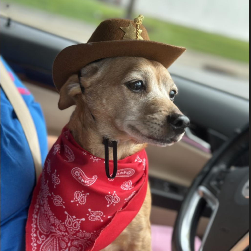 Barney (Courtesy Post)