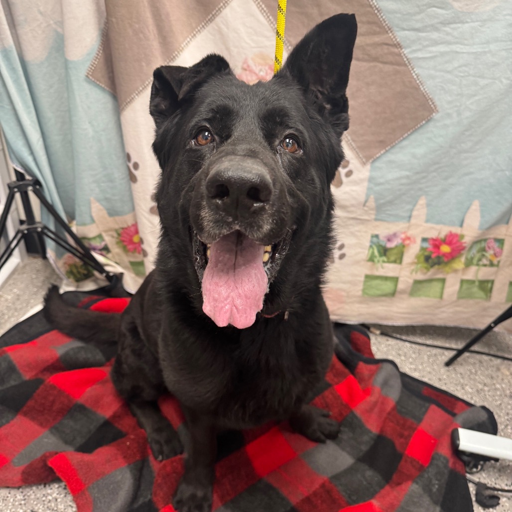 BLUEY - Shepherd / German available for adoption