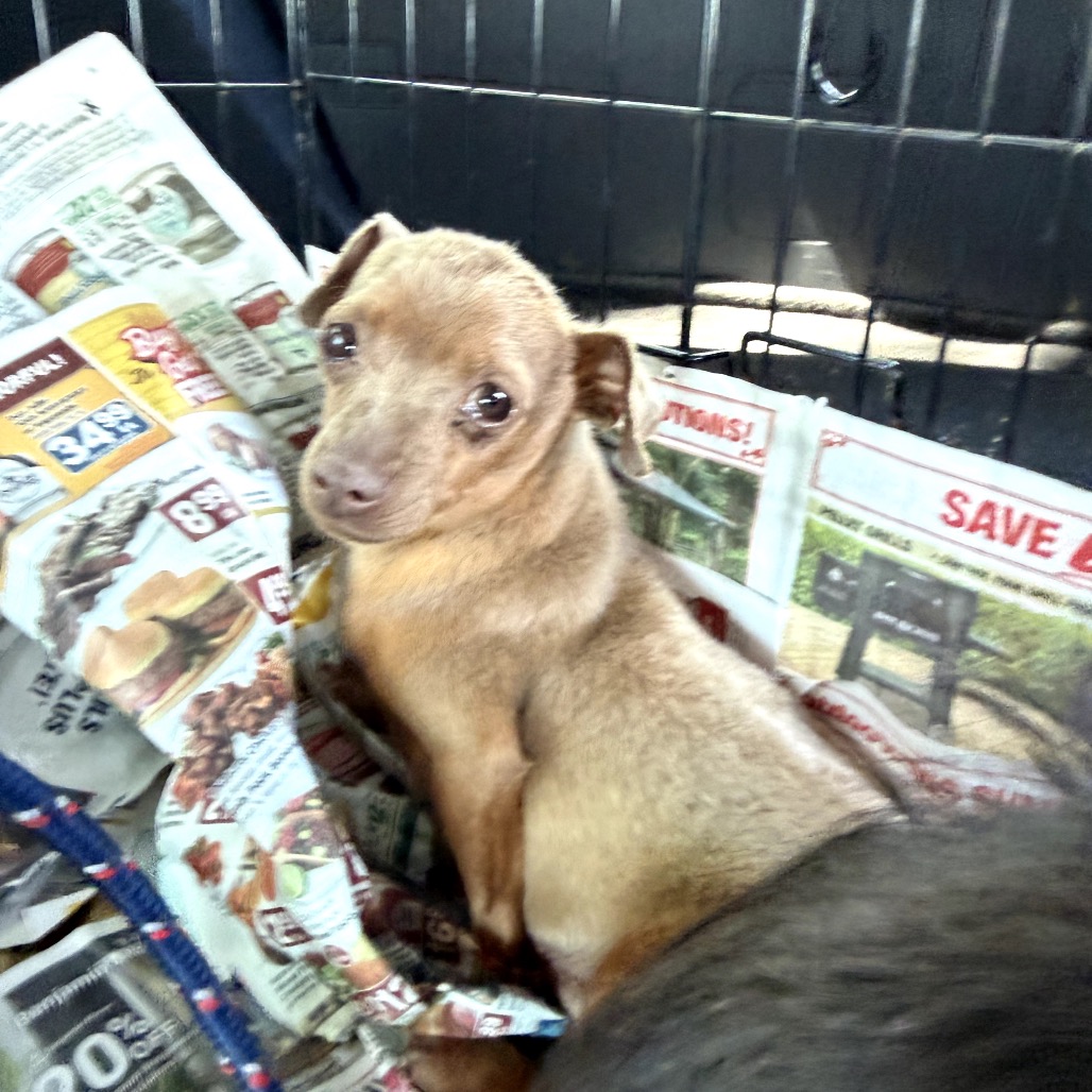 Chihuahua