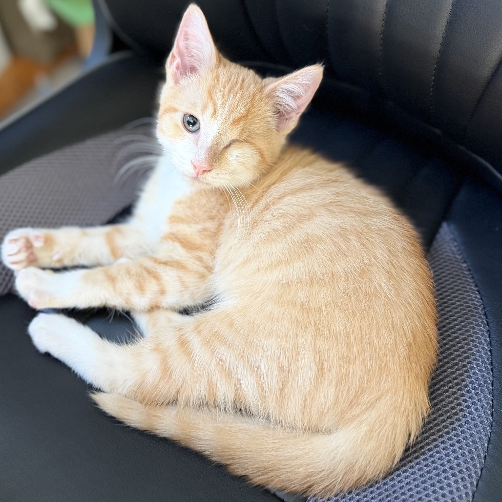 DAFFY - Domestic Shorthair available for adoption