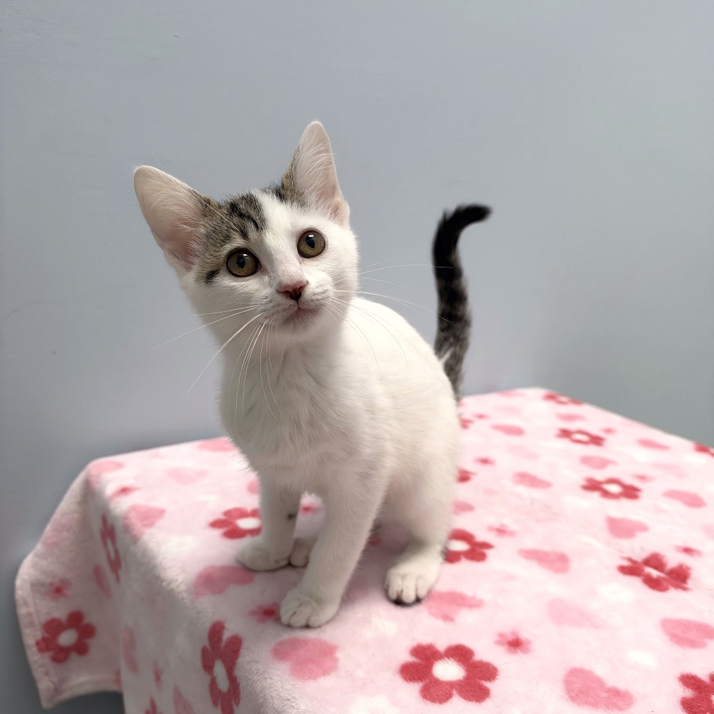 ALVIN OLINSKY - Domestic Shorthair available for adoption