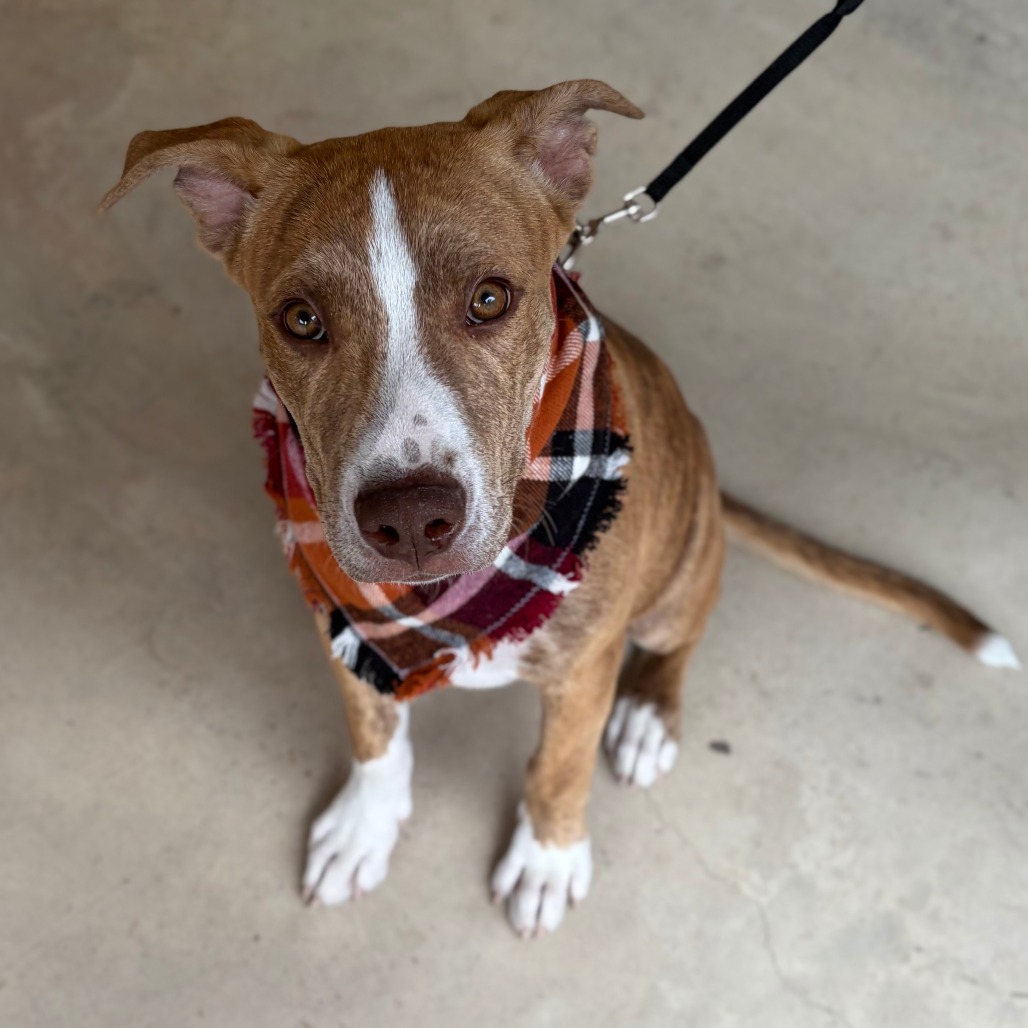 REX - Terrier, Pit Bull / Hound available for adoption