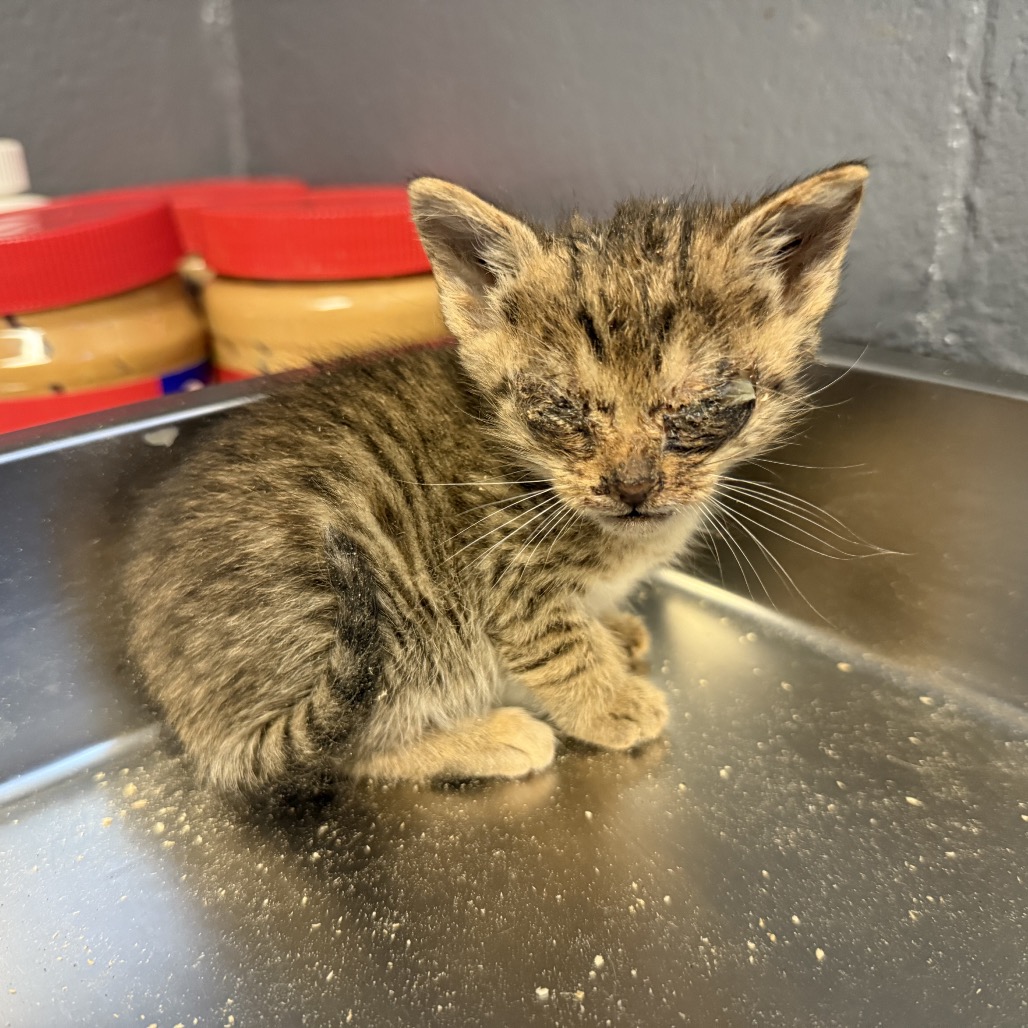 Tusc Stray 84555 2