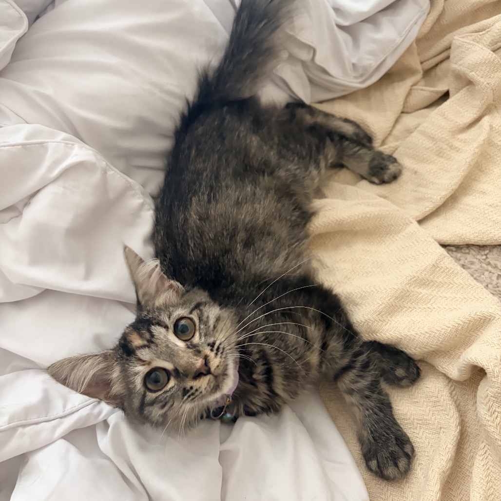PRICE CHECK - Domestic Medium Hair available for adoption