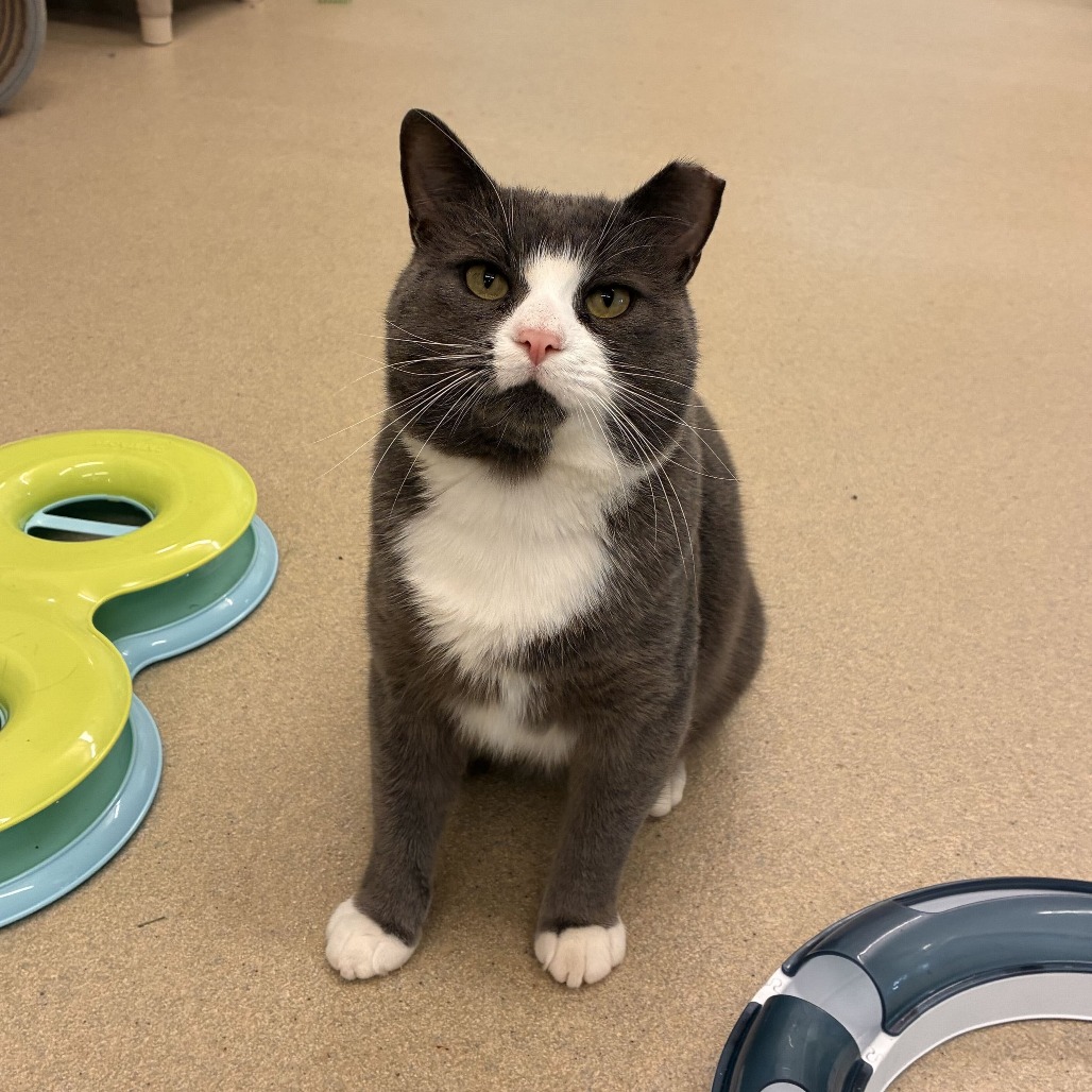 PETER COTTON TAIL - Domestic Shorthair available for adoption