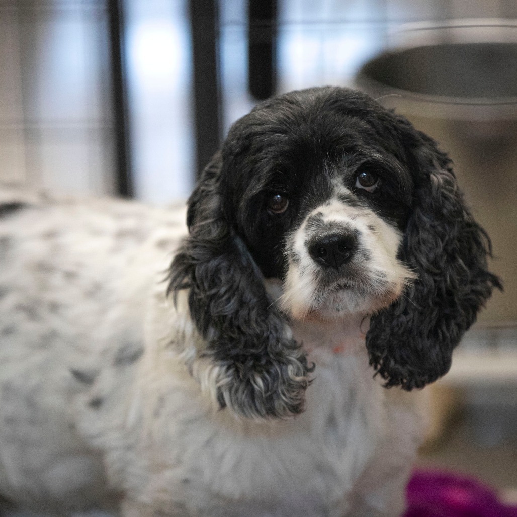 SUNDAY (OT26-18) - Spaniel / American Cocker available for adoption