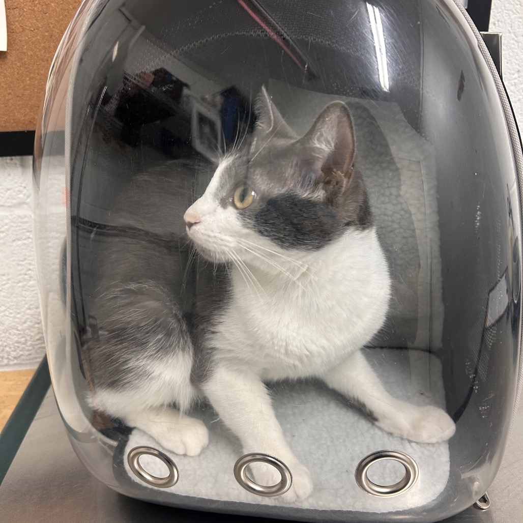 CHARLIE - Domestic Shorthair available for adoption