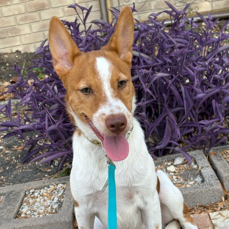 Ollie, photo 13