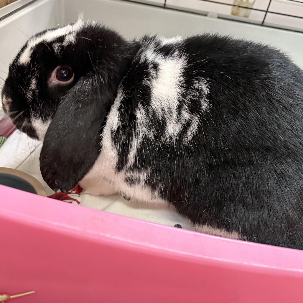 SABLE - Lop / English available for adoption