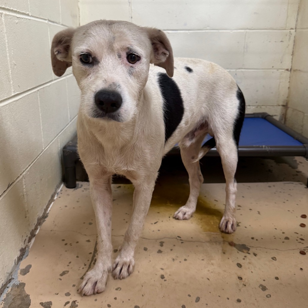 Tusc Stray 84913