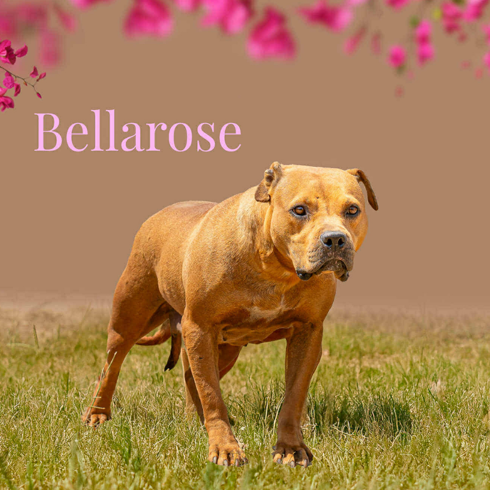 Bellarose