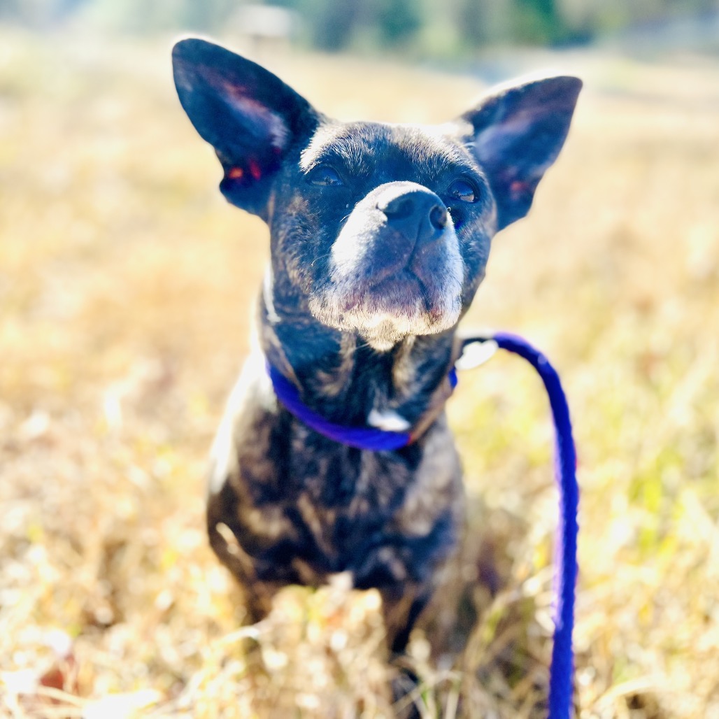 Lulu — thumbnail 5