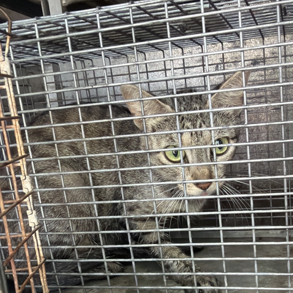 FLOR - Domestic Shorthair available for adoption