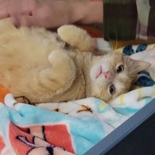 Cabbage — thumbnail 3