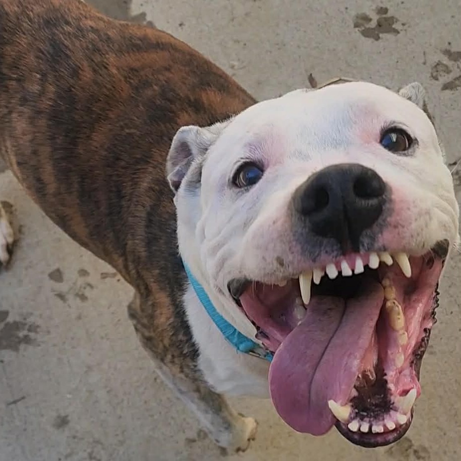 Lucky, adoptable senior Terrier, American Pit Bull