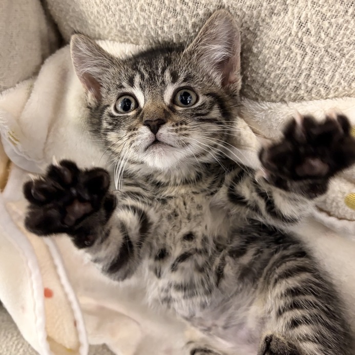 SHANIA - American Shorthair available for adoption