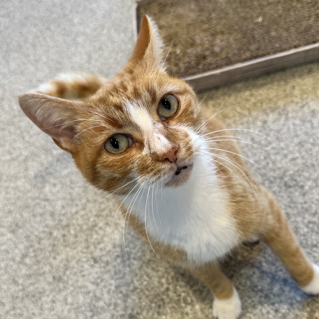 TURBO - Domestic Shorthair available for adoption