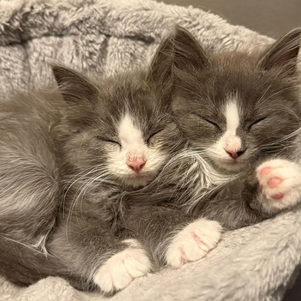 GRYFFIN AND PHOENIX - Domestic Medium Hair available for adoption
