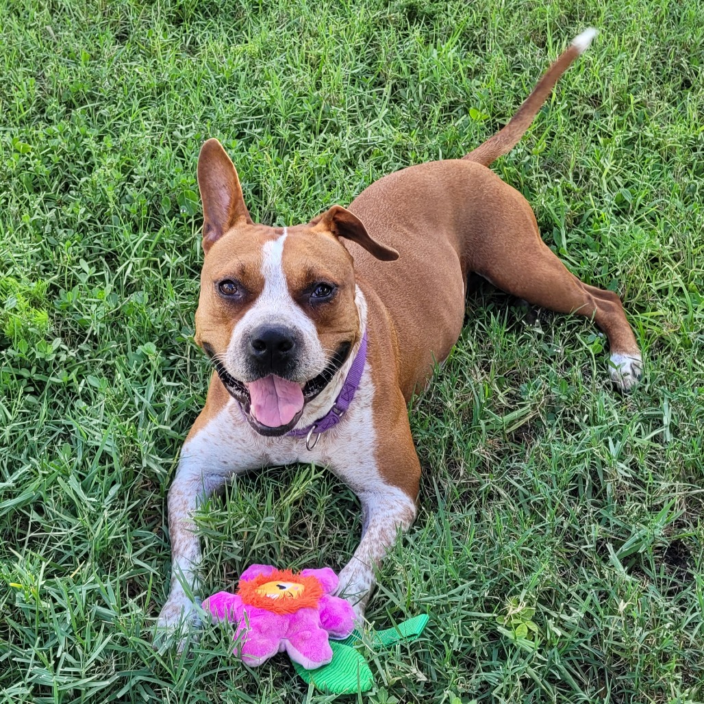 Bellatrix