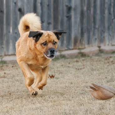 Mason, photo 9