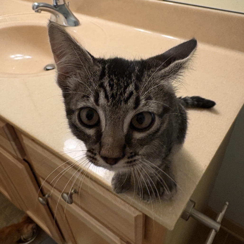 LEO - Domestic Shorthair available for adoption