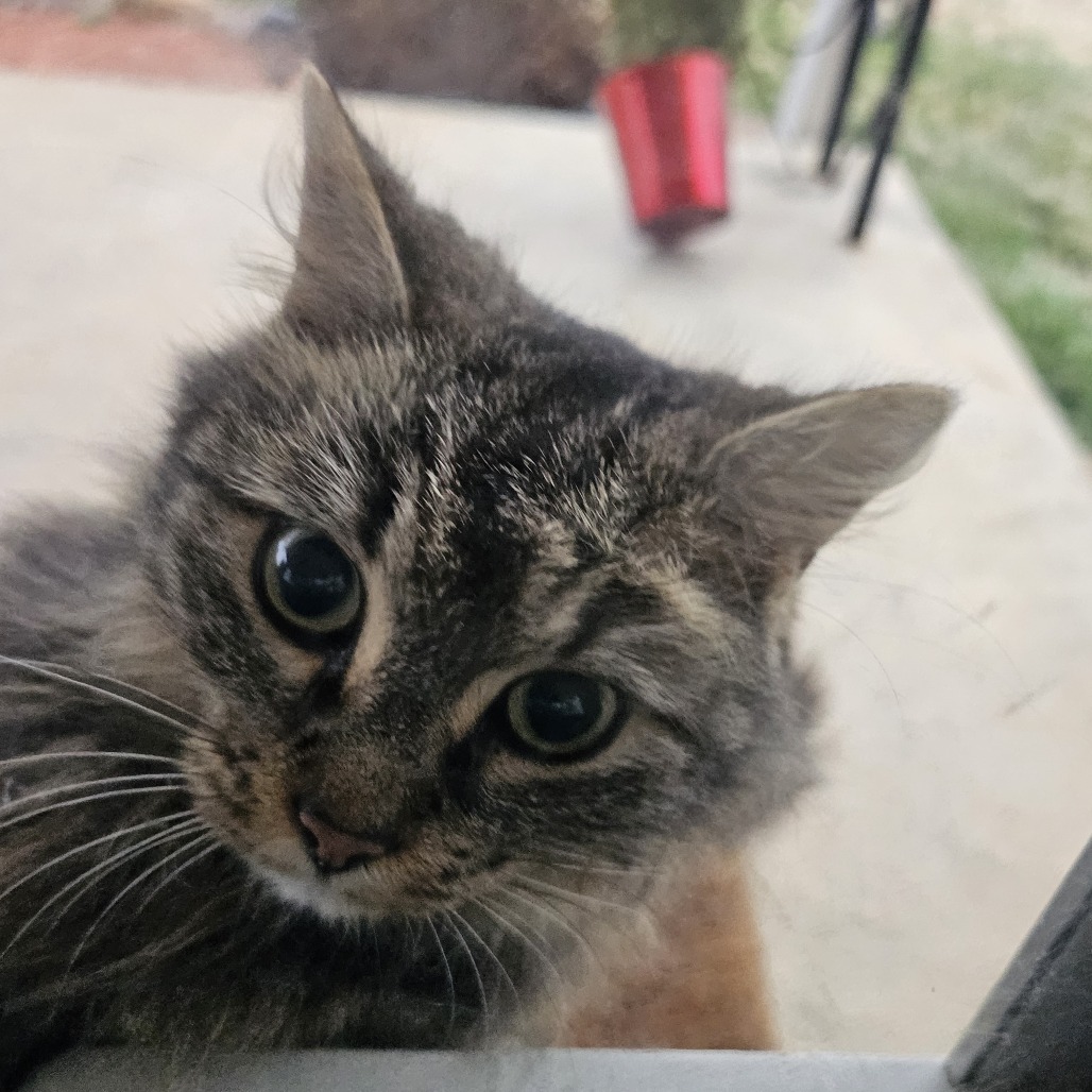 Sweetie — thumbnail 4