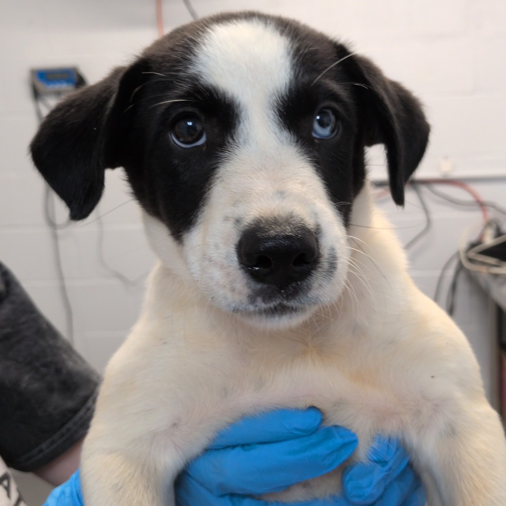QUEENIE - Pointer / Mix available for adoption