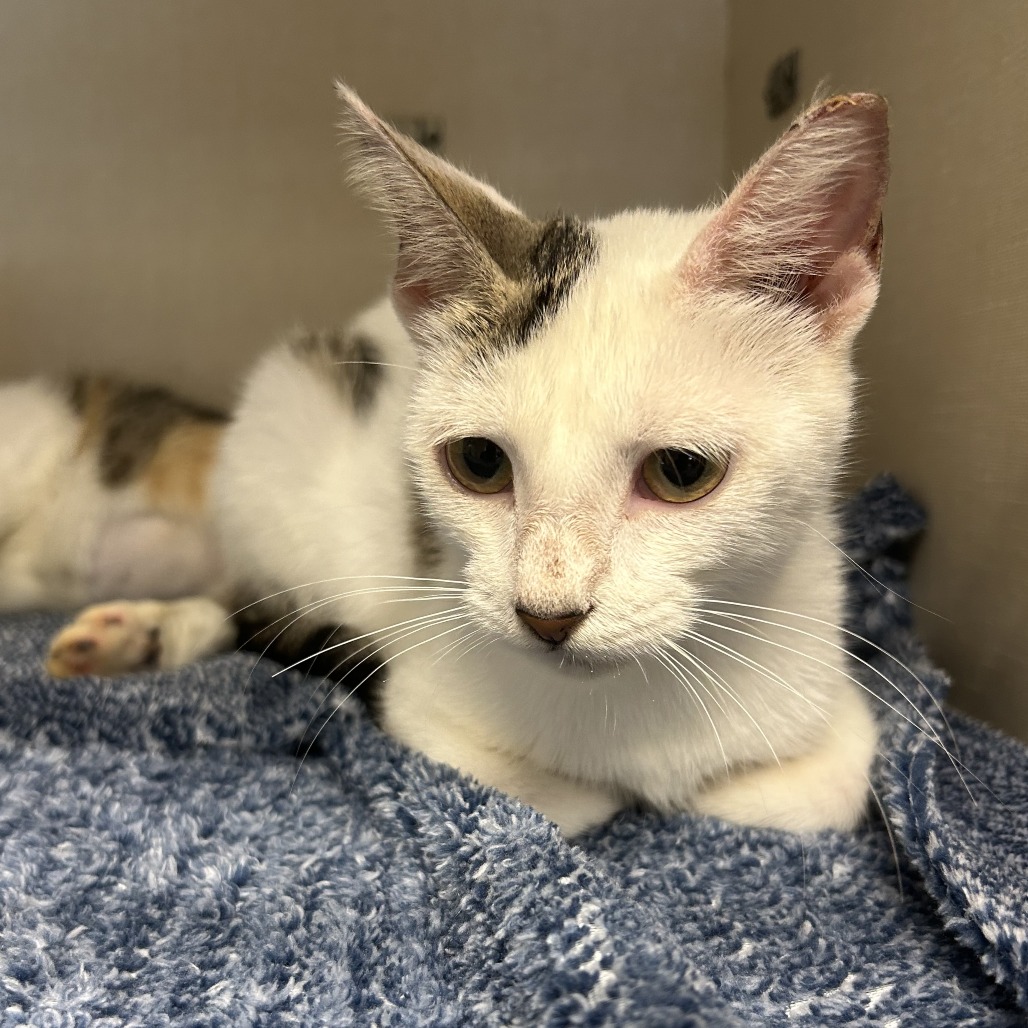 RIVER - Domestic Shorthair available for adoption