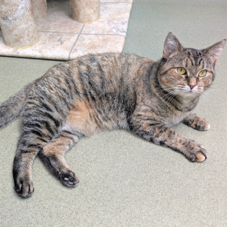 Cinnamon, photo 2