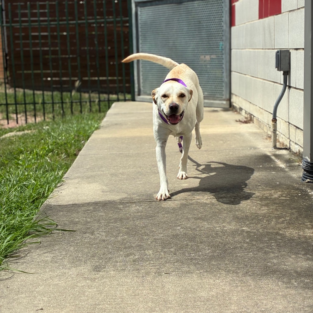 DAISY - Retriever / Labrador available for adoption