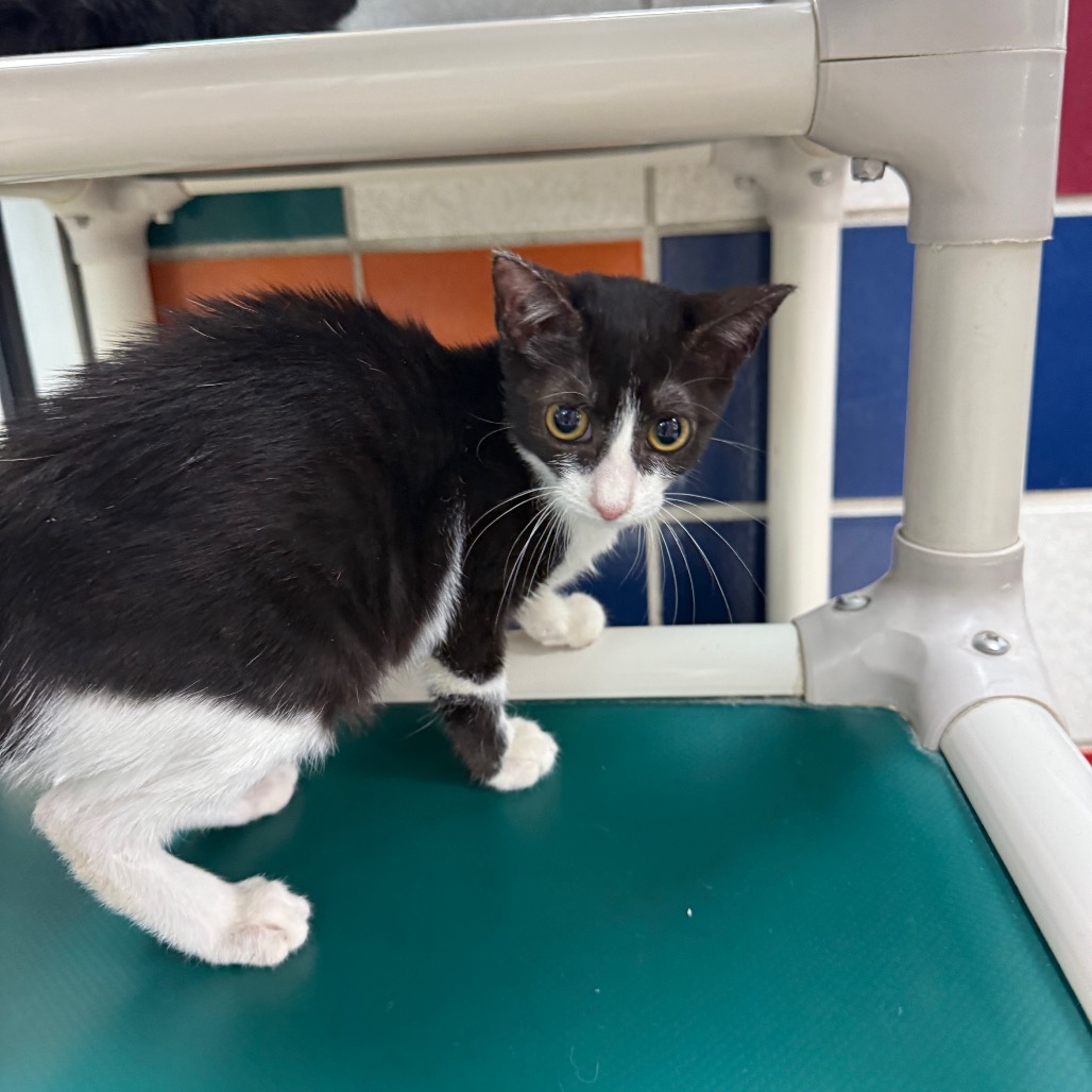 TAHITI (661116) - Domestic Shorthair available for adoption