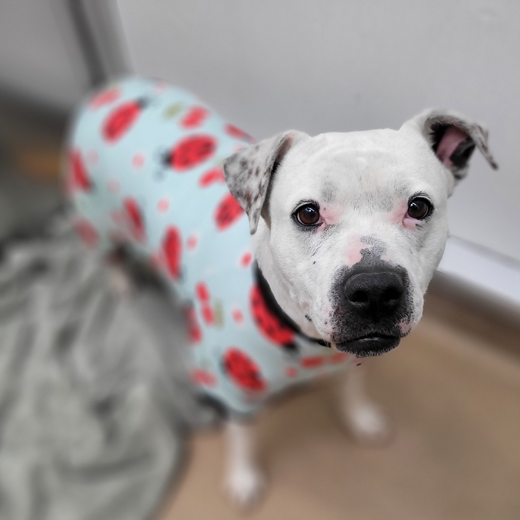 Mrs. Spots photo 18