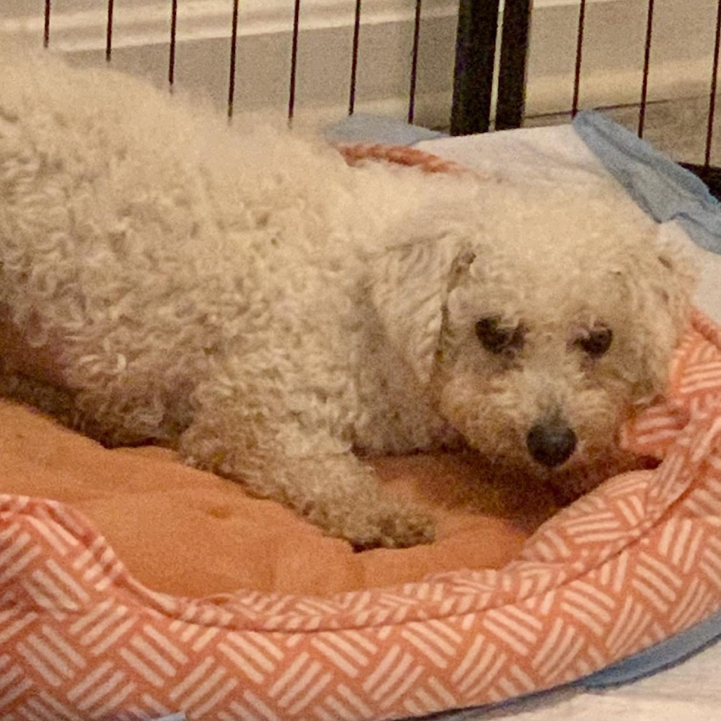 Beignet