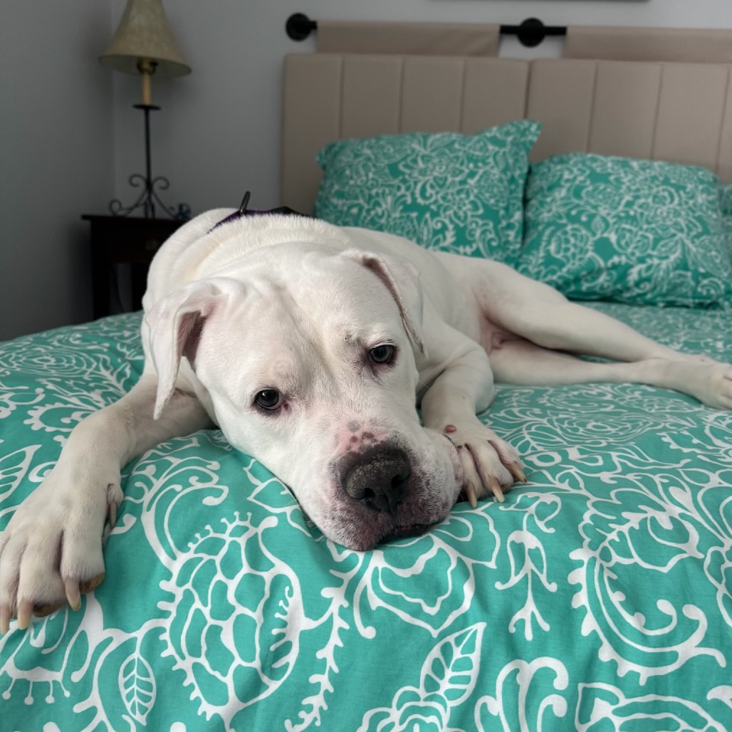 Marley, photo 41