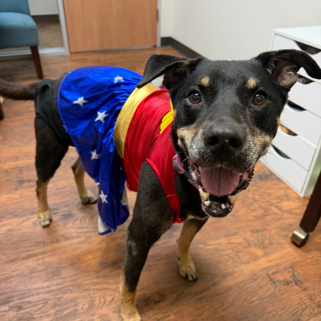 SUKI - Shepherd, German / Mix available for adoption