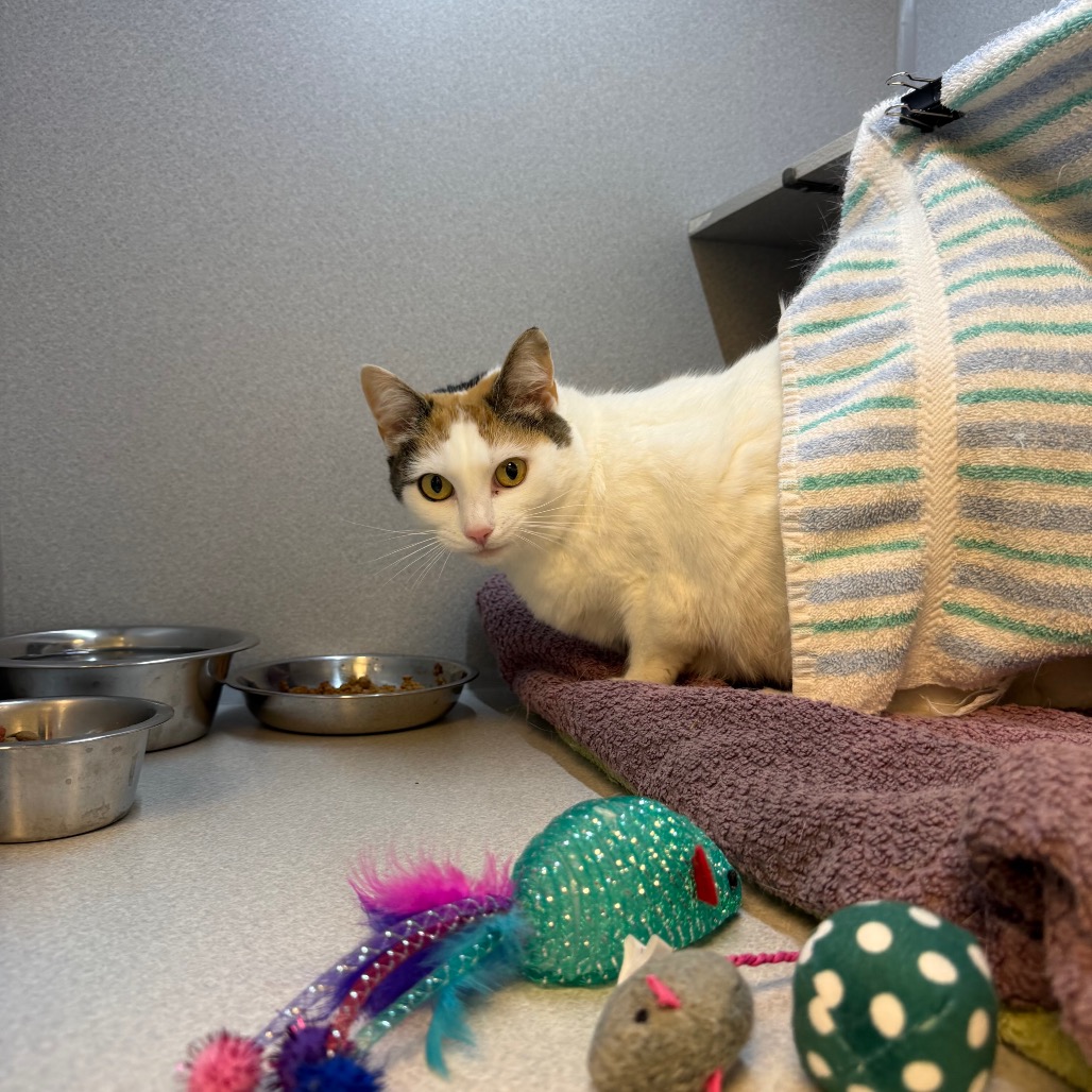 Photo of Sweetpea 5