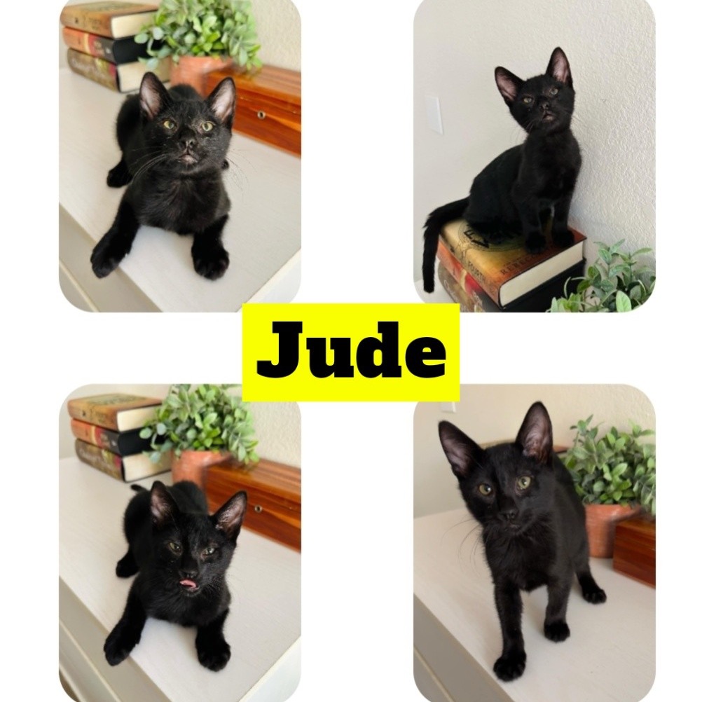Jude, photo 2