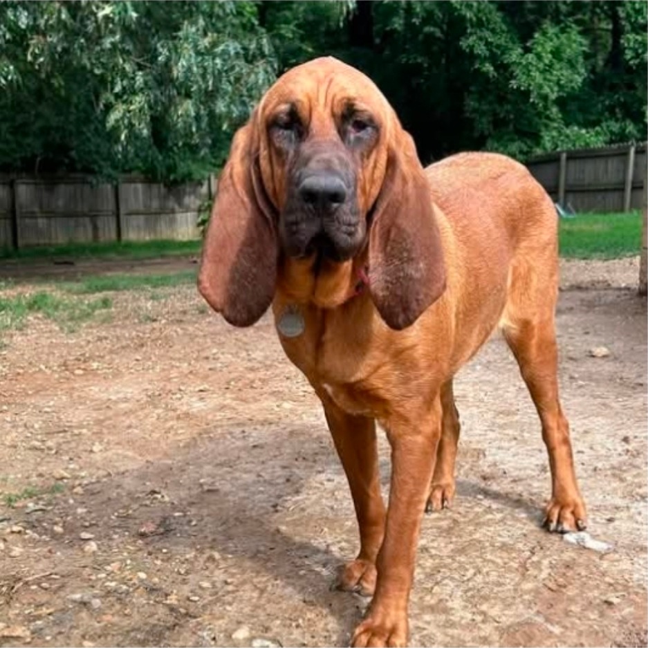 CT Sanya (Fostered in Glastonbury, CT)