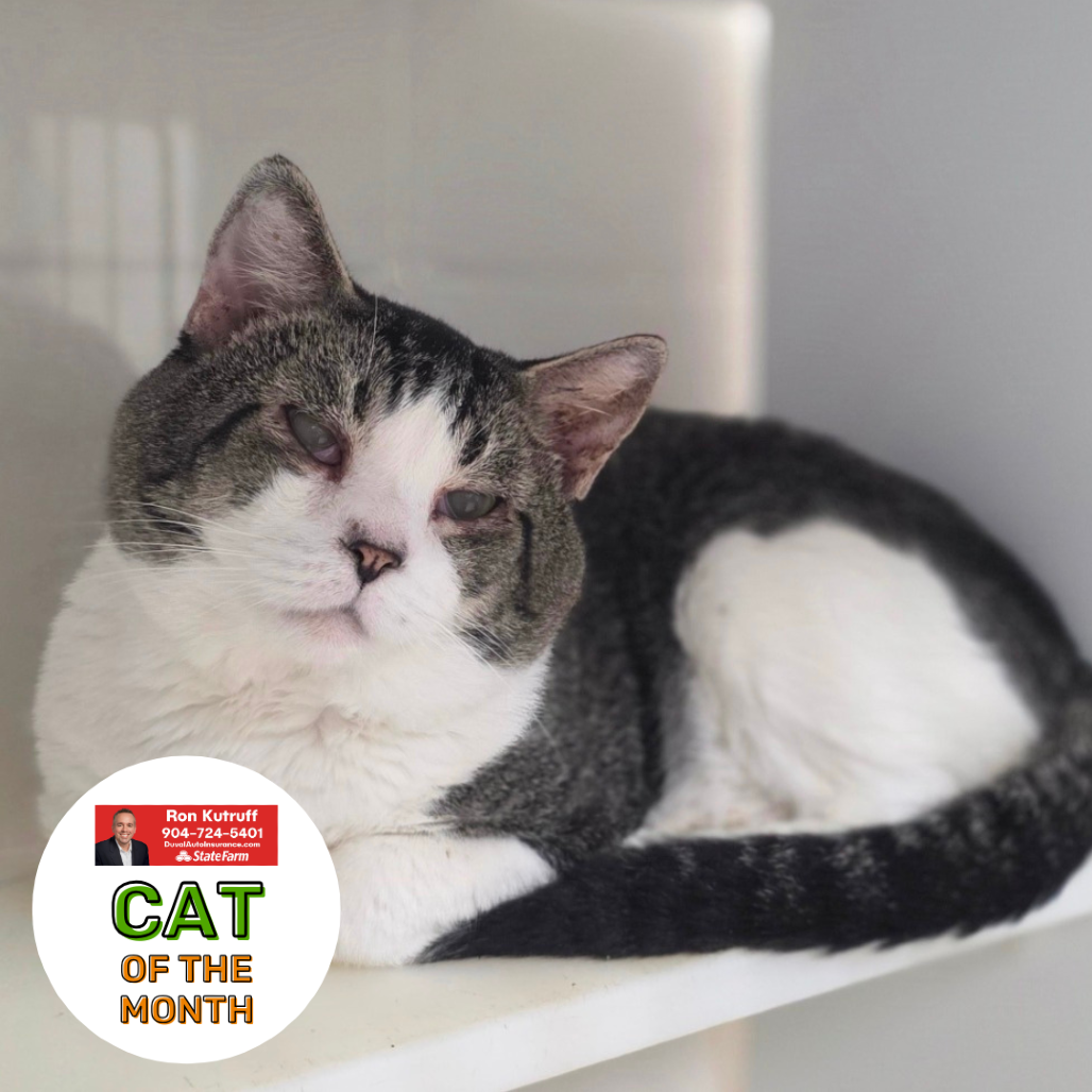 SHELDON - Domestic Shorthair available for adoption
